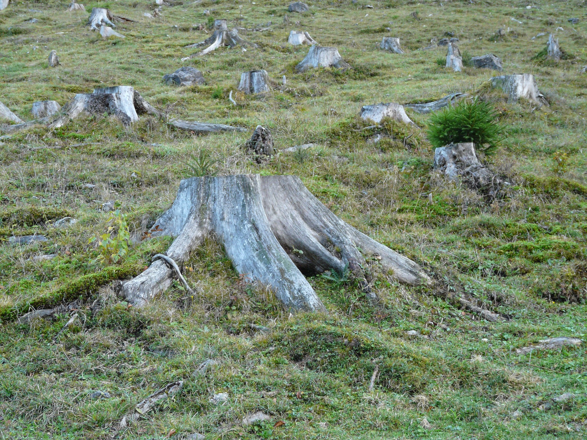 España se une a la Declaración de Ambición para 2025 contra la deforestación