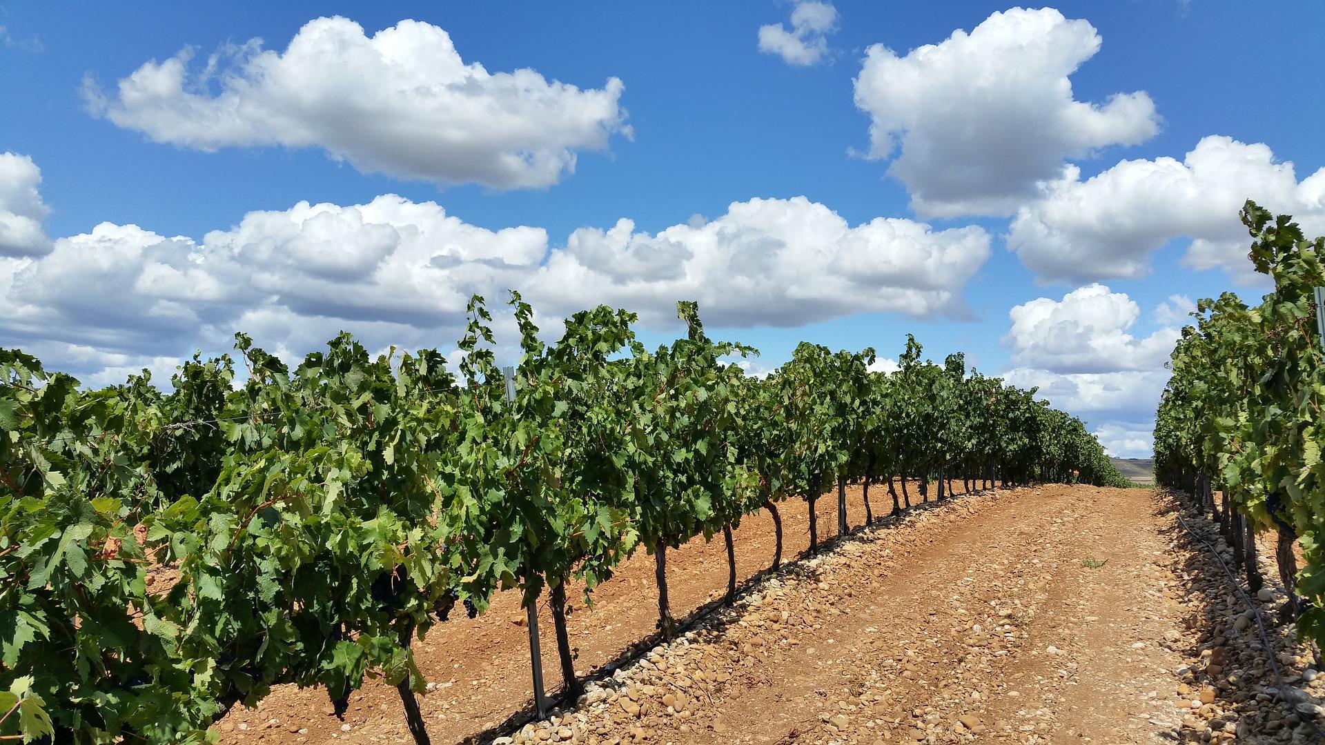 La Rioja acogerá la Conferencia Mundial de Enoturismo de la OMT en 2023