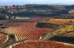 Comarca de Rioja Alavesa