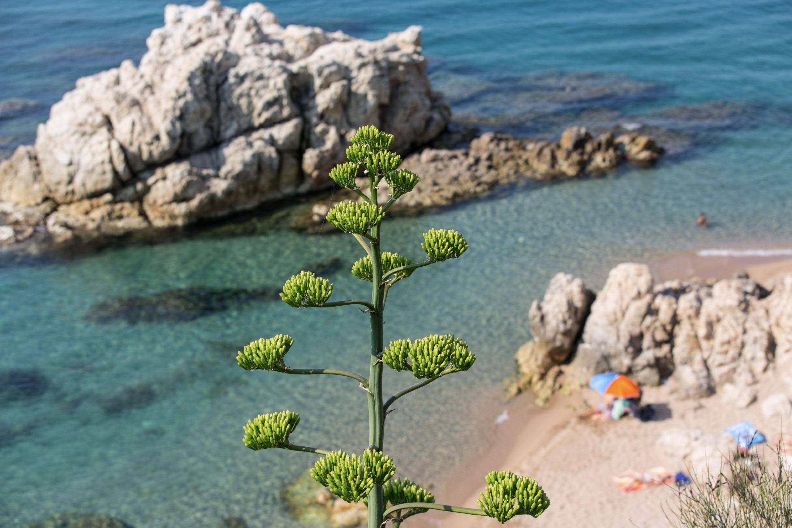 Calella DTI