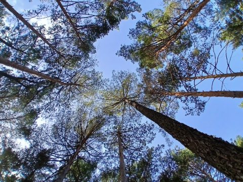 La Diputación de Palencia y Secmotic desarrollan una plataforma interoperable de indicadores municipales para impulsar la transparencia y sostenibilidad en el medio rural