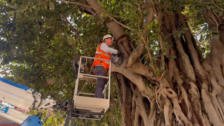 El Gobierno municipal de Sevilla aplica un tratamiento especializado para preservar los ficus singulares de la plaza Cristo de Burgos y la del Museo