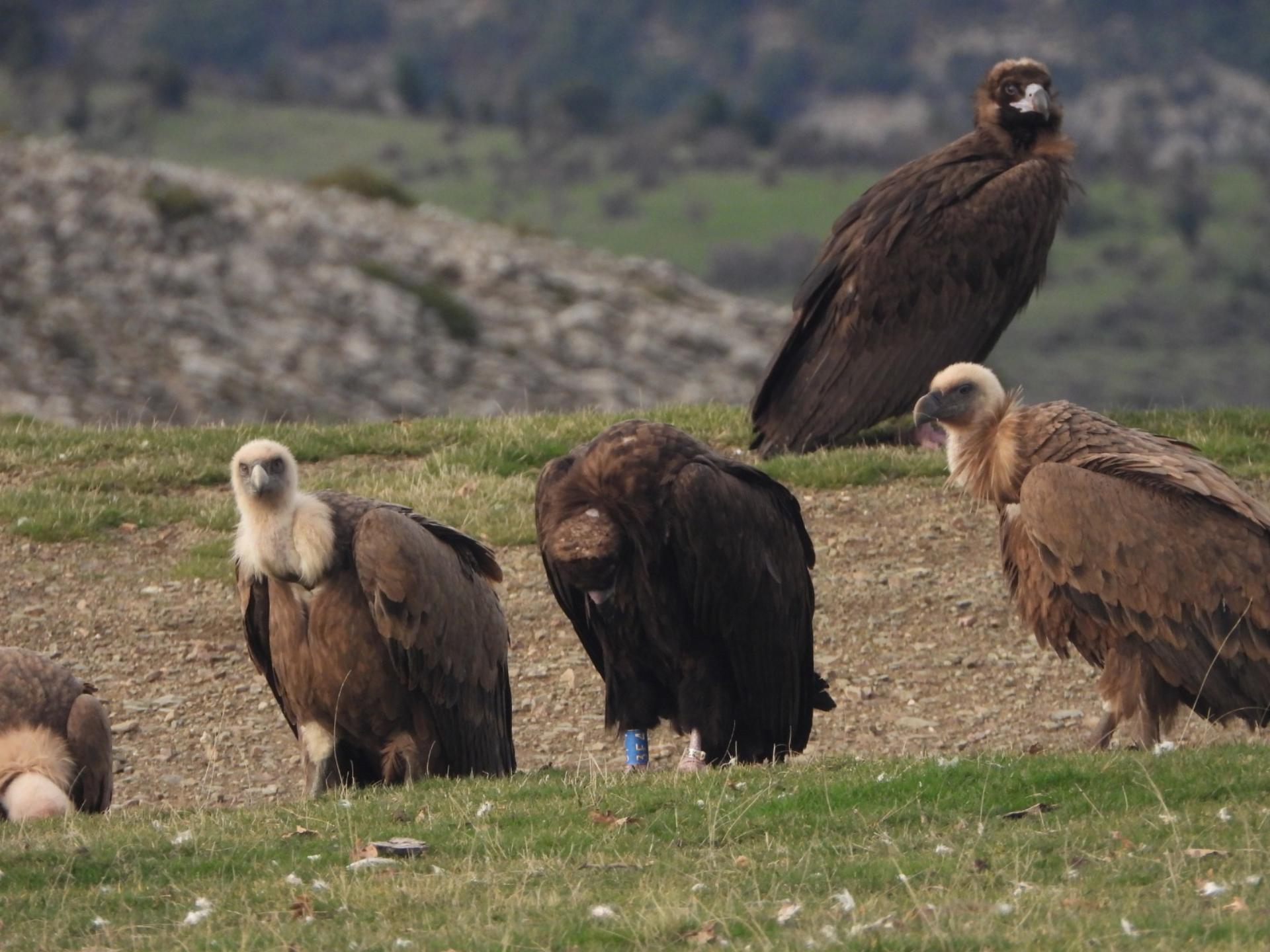 Jornada de observación y divulgación del buitre negro en el Alto Najerilla y un recorrido interpretativo por el Parque Natural de la Sierra de Cebollera