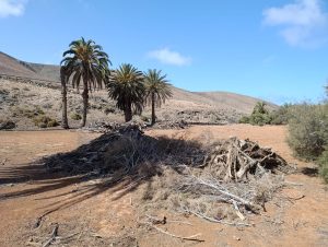 Programa Palmac de Canarias y Cabo Verde